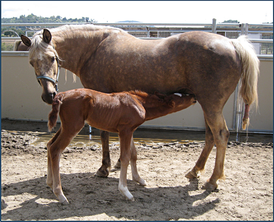 Baily-baby2011